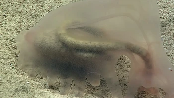 Hewan transparan ini adalah teripang holothurian. Objek panjang berwarna coklat yang ada di perutnya adalah sistem pencernaan yang dipenuhi sedimen. Foto: NOAA
