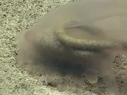 Deretan Hewan Laut Aneh yang Mirip Alien