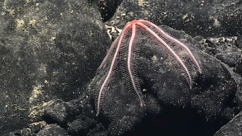 Dilihat sekilas hewan ini mirip seperti kombinasi antara gurita dan kaki seribu. Rupanya ini adalah bintang laut brisingid yang sedang menempel di bebatuan vulkanik di Leoso Seamount. Foto: NOAA