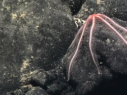 Deretan Hewan Laut Aneh yang Mirip Alien