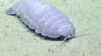 Hewan laut mirip alien