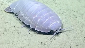 Kecoak raksasa atau isopod bisa tumbuh panjang hingga 1,6 meter. Hewan yang tinggal di dasar laut ini cukup mengerikan karena sekelompok isopod bisa menghabiskan bangkai aligator yang dibuang ke dasar laut. Foto: NOAA