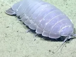 Deretan Hewan Laut Aneh yang Mirip Alien