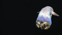 Hewan laut mirip alien