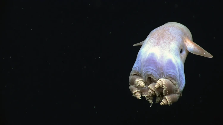 Hewan laut mirip alien Hewan laut mirip alien