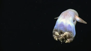 Ini adalah foto gurita dumbo yang sedang berenang. Bagian tubuhnya yang bergulung-gulung adalah kakinya, sementara sayap kecil di sampingnya adalah sirip yang membantunya berenang. Foto: NOAA