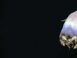 Deretan Hewan Laut Aneh yang Mirip Alien