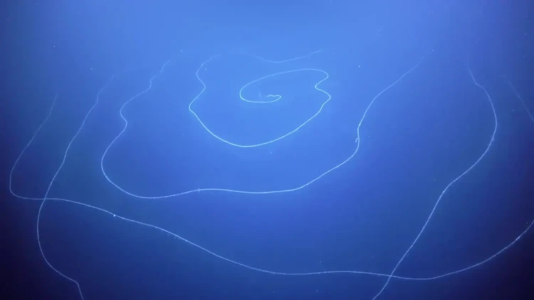 Hewan laut mirip alien Hewan laut mirip alien