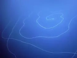 Deretan Hewan Laut Aneh yang Mirip Alien