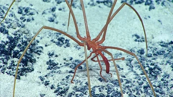 Laba-laba tidak hanya hidup di darat tapi juga di laut. Untungnya laba-laba laut berwarna merah mengerikan ini hidup di kedalaman 1.495 meter, jadi tidak akan mengganggu manusia. Foto: NOAA