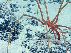 Deretan Hewan Laut Aneh yang Mirip Alien