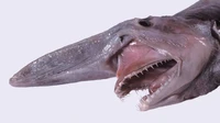 Hewan laut mirip alien