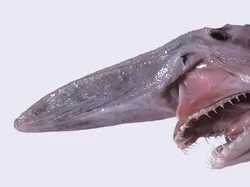 Deretan Hewan Laut Aneh yang Mirip Alien