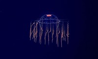 Hewan laut mirip alien