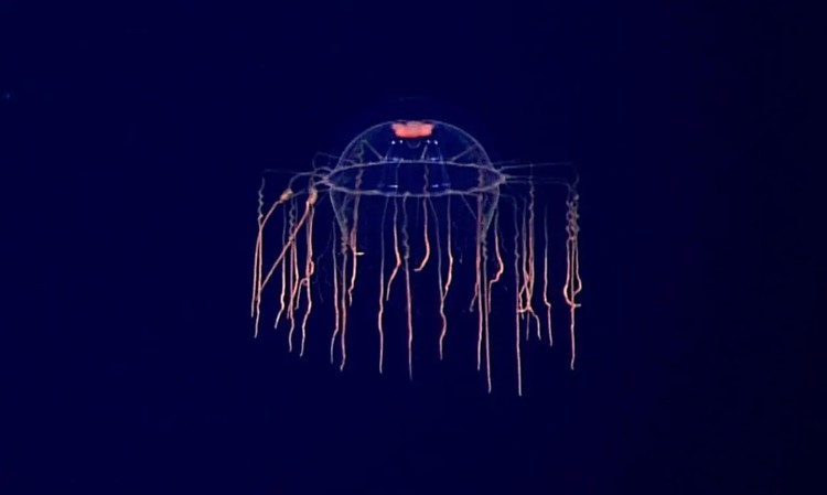 Hewan laut mirip alien