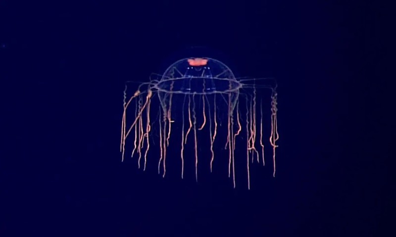 Hewan laut mirip alien