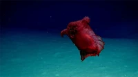 107 Gambar Hewan Air Laut HD Terbaik