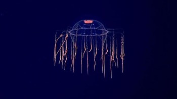 Ini adala ubur-ubur laut dalam yang dikenal dengan nama hydromedusa. Ubu-ubur ini ditemukan oleh peneliti di Palung Mariana dekat gunung berapi pada tahun 2016. Foto: NOAA