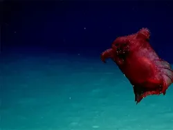 Deretan Hewan Laut Aneh yang Mirip Alien