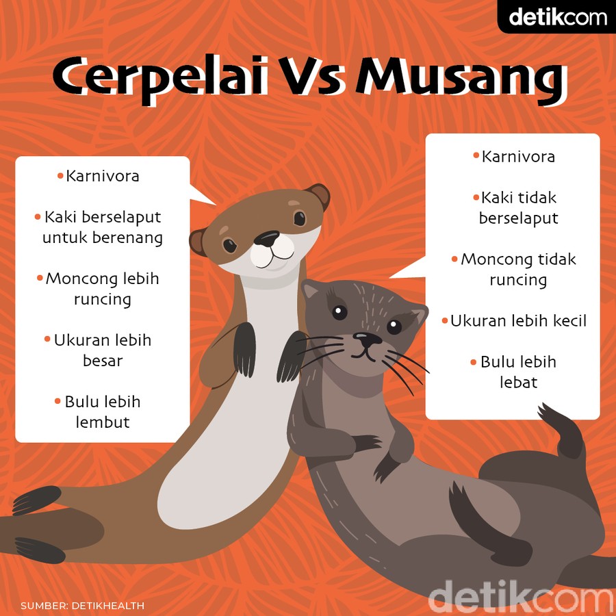 Jadi Sumber Mutasi Corona, Apa Sih Bedanya Cerpelai dengan Musang? Jadi Sumber Mutasi Corona, Apa Sih Bedanya Cerpelai dengan Musang?