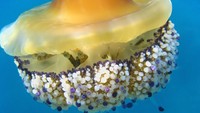Ubur-ubur ini hidup di kolom laut dan menjadi tempat persembunyian juvenil ikan.