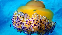 Ubur-ubur telur ceplok hidup dengan memakan zooplankton.