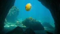 Ubur-ubur ini hidup di Laut Mediterania.