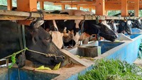 Sapi perah menjadi prioritas utama hewan ternak yang dievakuasi. Jauh Hari Wawan S/detikcom.