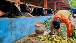 94 Ekor Sapi Perah Diungsikan dari Lereng Merapi