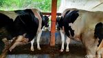 94 Ekor Sapi Perah Diungsikan dari Lereng Merapi