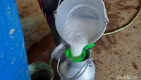 Usai dievakuasi, hasil produksi susu sapi perah sempat berkurang karena sapi mengalami kelelahan. Hasil perahan kemudian dikumpulkan dan diserahkan ke koperasi. Jauh Hari Wawan S/detikcom.