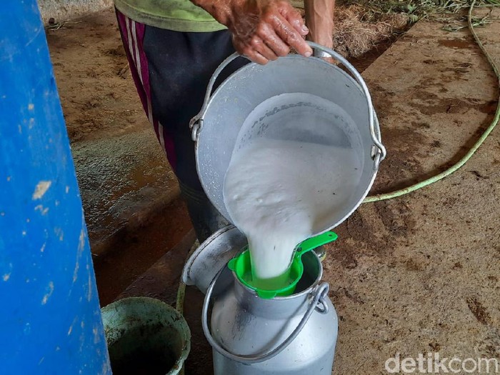 Warga Padukuhan Kalitengah Lor, Glagaharjo, Cangkringan, Sleman mulai mengevakuasi ternak yaitu sapi perah usai status siaga.