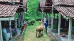 94 Ekor Sapi Perah Diungsikan dari Lereng Merapi