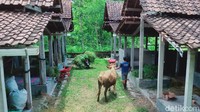 Sementara itu di Klaten, Ternak sapi milik warga Desa Balerante, Kecamatan Kemalang, Klaten diungsikan ke kandang komunal. Achmad Syauqi/detikcom.