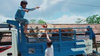 124 ekor sapi milik warga tersebut diungsikan setelah pemiliknya lebih dulu mengungsi karena status Gunung Merapi jadi Siaga. Achmad Syauqi/detikcom.