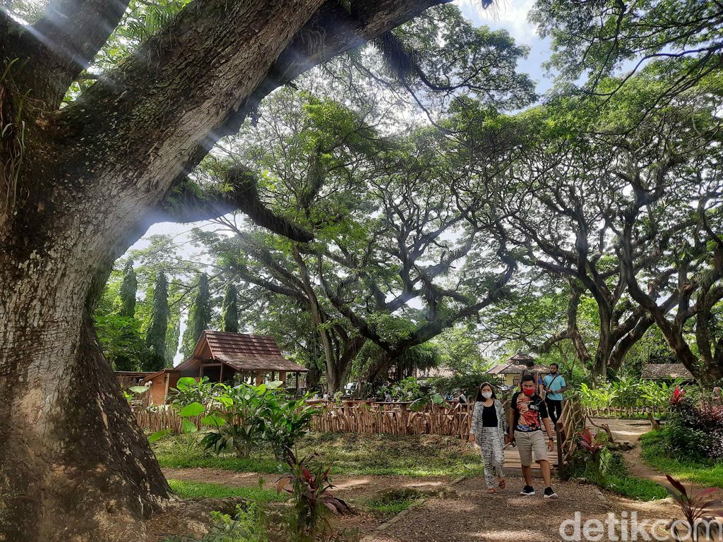 Hutan De Djawatan Banyuwangi
