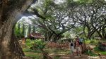 Potret Hutan De Djawatan, Mempesona di Kala Pandemi
