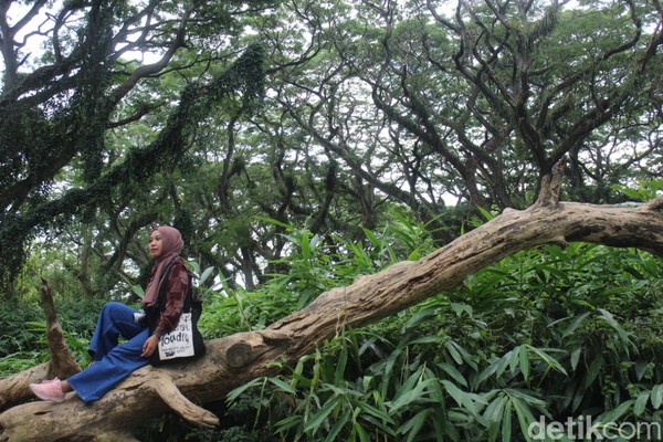 Hutan De Djawatan memiliki luas sampai sembilan hektar dan pada tahun 2017 sempat viral. Lalu De Djawatan resmi dibuka pada Juni 2018 karena dipandang sebagai tempat yang potensial. Hutan De Djawatan memiliki luas sampai sembilan hektar dan pada tahun 2017 sempat viral. Lalu De Djawatan resmi dibuka pada Juni 2018 karena dipandang sebagai tempat yang potensial.