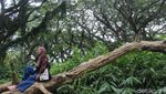 Potret Hutan De Djawatan, Mempesona di Kala Pandemi