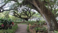 Destinasi alam Hutan De Djawatan terdapat 805 pohon trembesi berusia 100 sampai 150 tahun. 