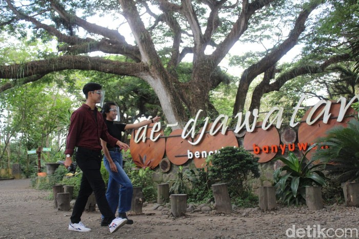 Hutan De Djawatan Banyuwangi