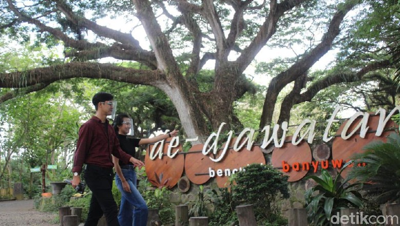 Hutan De Djawatan Banyuwangi Hutan De Djawatan Banyuwangi