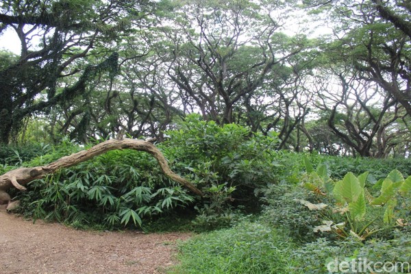 Saat berada di hutan De Djawatan, wisatawan akan diingatkan dengan hutan Fangorn yang ada di dalam film The Lord of The Ring. Saat berada di hutan De Djawatan, wisatawan akan diingatkan dengan hutan Fangorn yang ada di dalam film The Lord of The Ring.