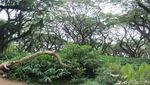 Potret Hutan De Djawatan, Mempesona di Kala Pandemi