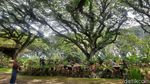 Potret Hutan De Djawatan, Mempesona di Kala Pandemi