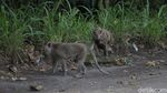 Kera Ekor Panjang Turun Gunung Imbas Merapi Siaga