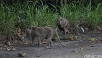 Menyusul dinaikannya status Gunung Merapi menjadi level siaga, perilaku satwa seperti kera ekor panjang mulai turun ke permukiman warga.