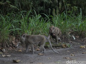 Misteri Kera di Jepang Bisa Hamil Sendiri Tanpa Pasangan Terungkap