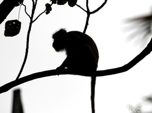 4 Fakta Kasus Pertama Virus Monkey B di China yang Berakhir Tewas