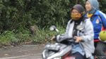 Kera Ekor Panjang Turun Gunung Imbas Merapi Siaga